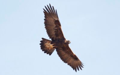 Observatório de Aves